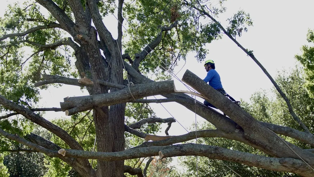 Professional Crown Thinning performed by certified arborists in Jonestown